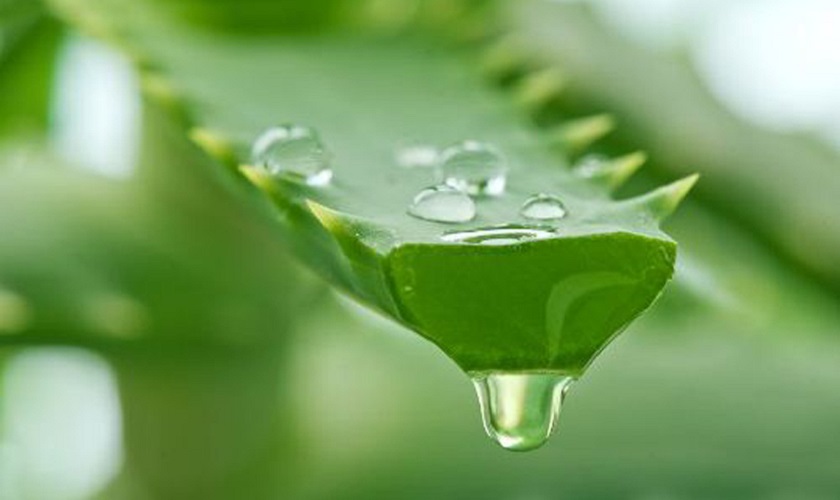 Nha đam giúp xoa dịu cảm giác đau nhức do mọc răng khôn nhanh chóng