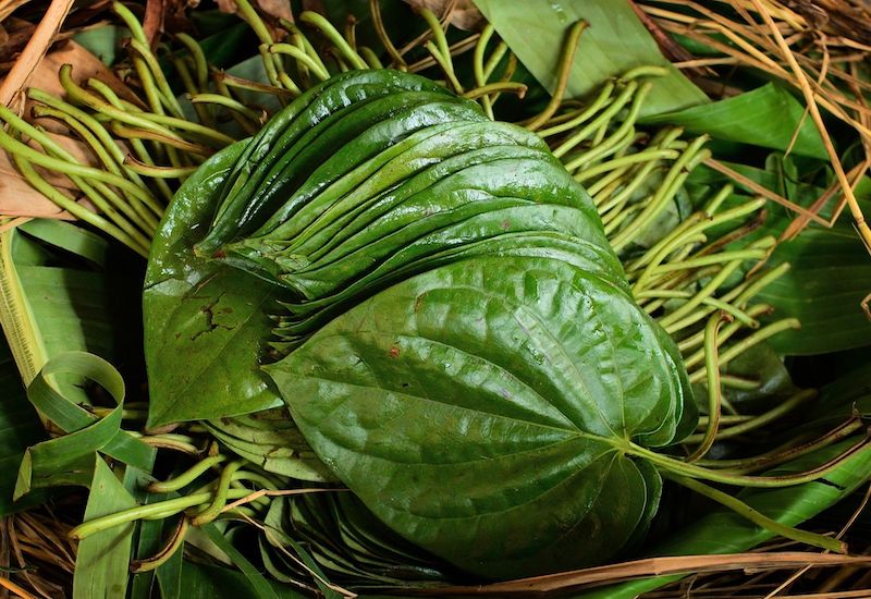 Sử dụng lá trầu không giúp cải thiện tốt cảm giác đau răng Sử dụng lá trầu không giúp cải thiện tốt cảm giác đau răng