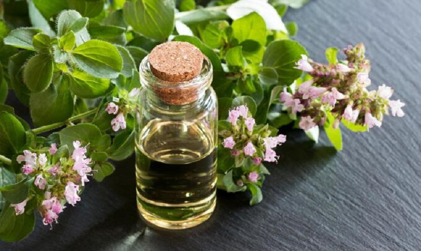 Tinh dầu kinh giới là vị thuốc có công dụng giảm đau răng khôn hiệu quả