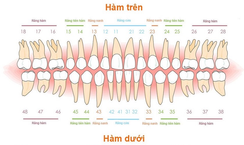 Số thứ tự răng trên cung hàm Số thứ tự răng trên cung hàm